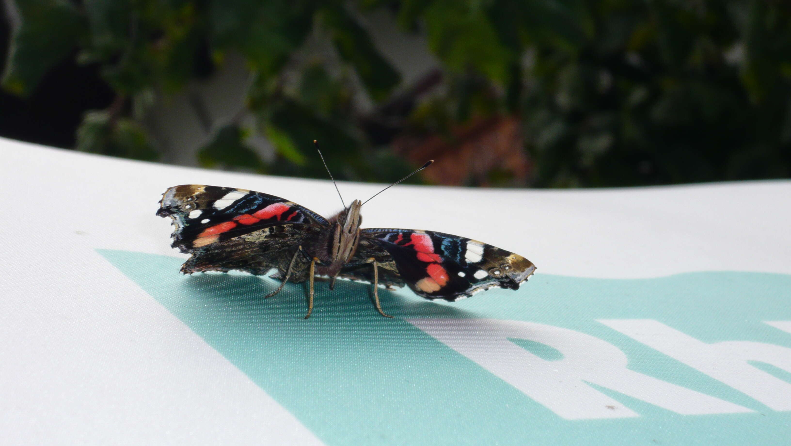 Image of Red Admiral