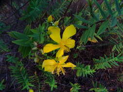 Image of Hypericum mysorense Heyne