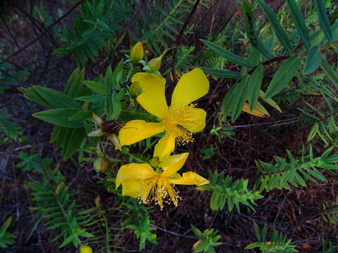 Image of Hypericum mysorense Heyne