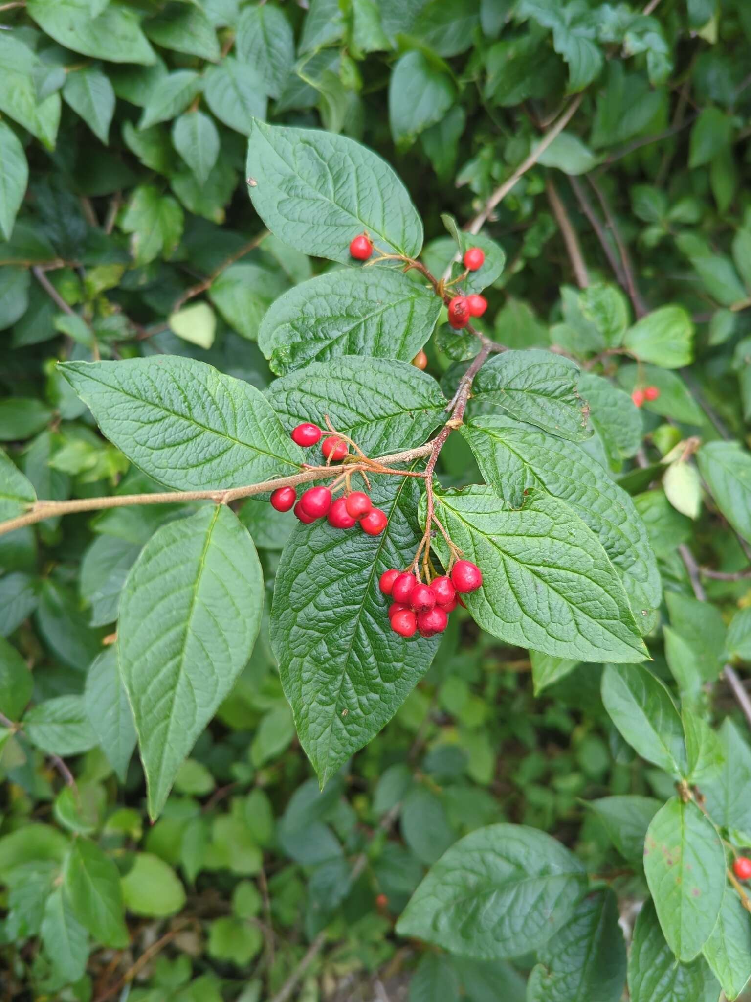 Image of hollyberry cotoneaster