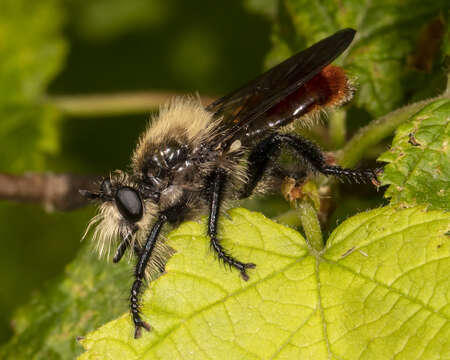 Image of Laphria janus McAtee 1919