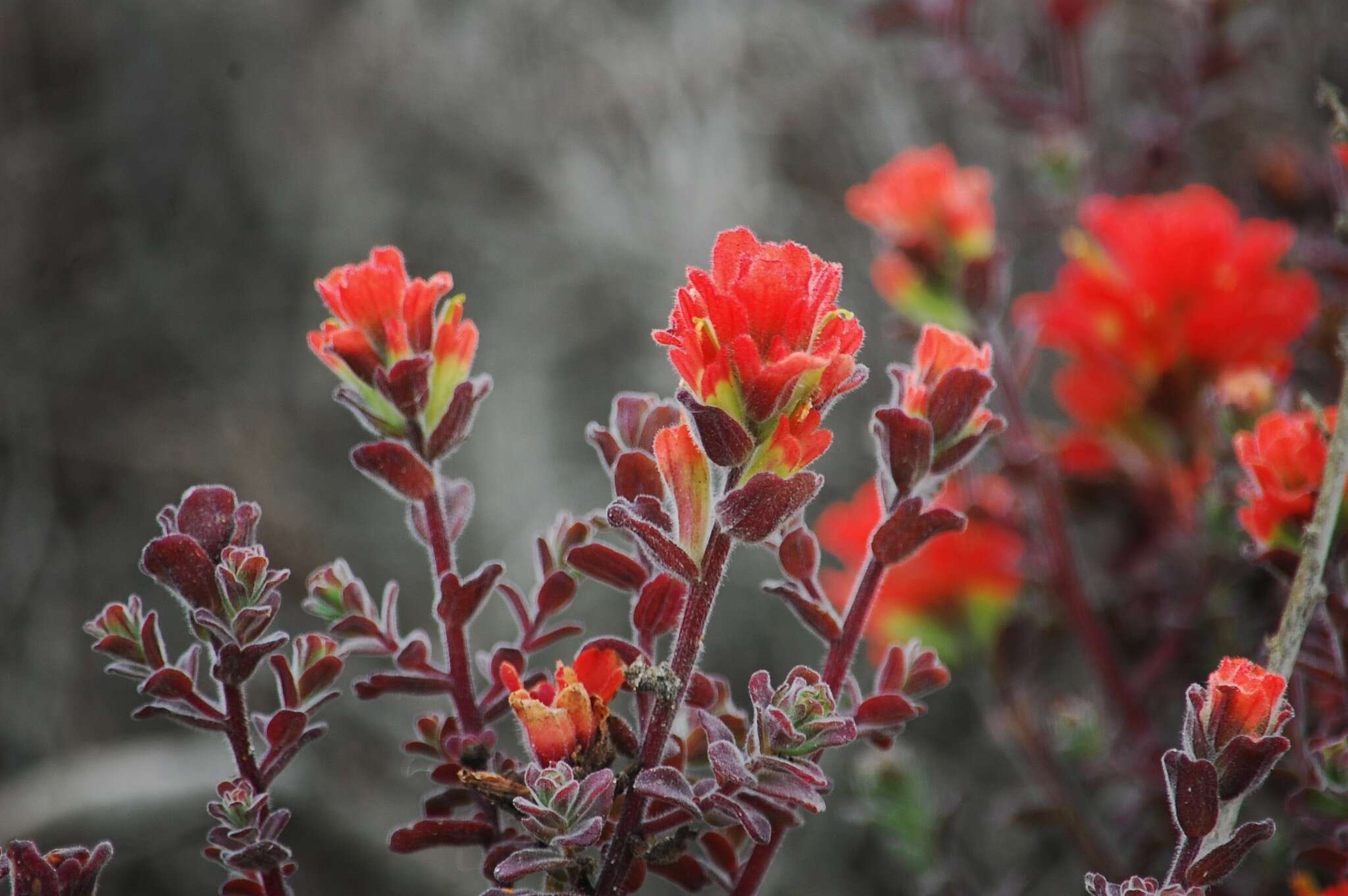 Слика од Castilleja latifolia Hook. & Arn.