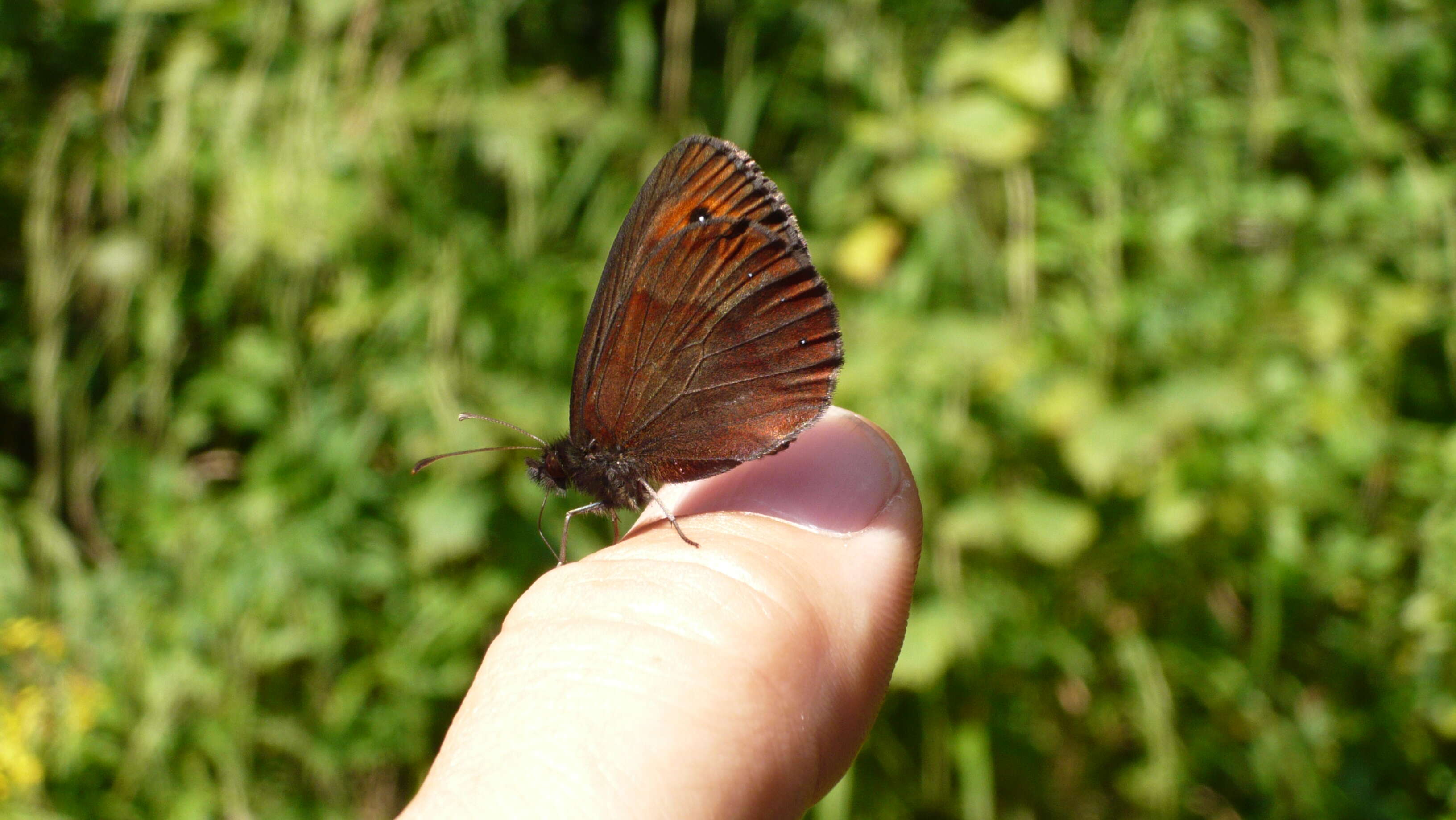 Image of scotch argus