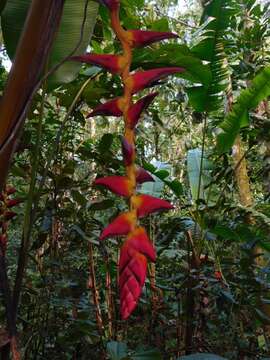 Image of Heliconia pogonantha Cufod.