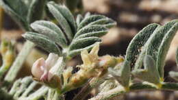 Image of gravel milkvetch