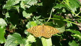 Imagem de Argynnis paphia Linnaeus 1758