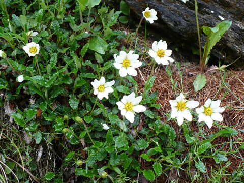 Image of eightpetal mountain-avens