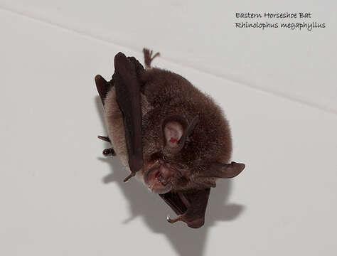 Image of Eastern Horseshoe Bat