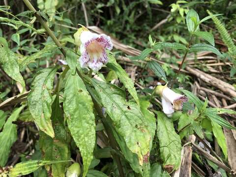 Hemiboea bicornuta (Hayata) Ohwi的圖片