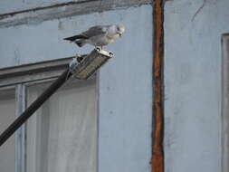 Image of Larus canus heinei Homeyer 1853