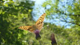 Image of silver-washed fritillary