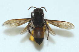 Image of Vespa affinis (Linnaeus 1764)