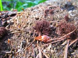 Image of Stemonitis axifera