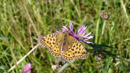 Imagem de Fabriciana niobe Linnaeus 1761