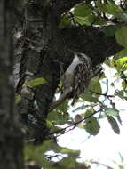 Image of Short-toed Treecreeper