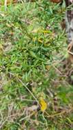 Image of Myrceugenia pinifolia (Phil.) Kausel