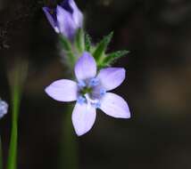 Image of California gilia