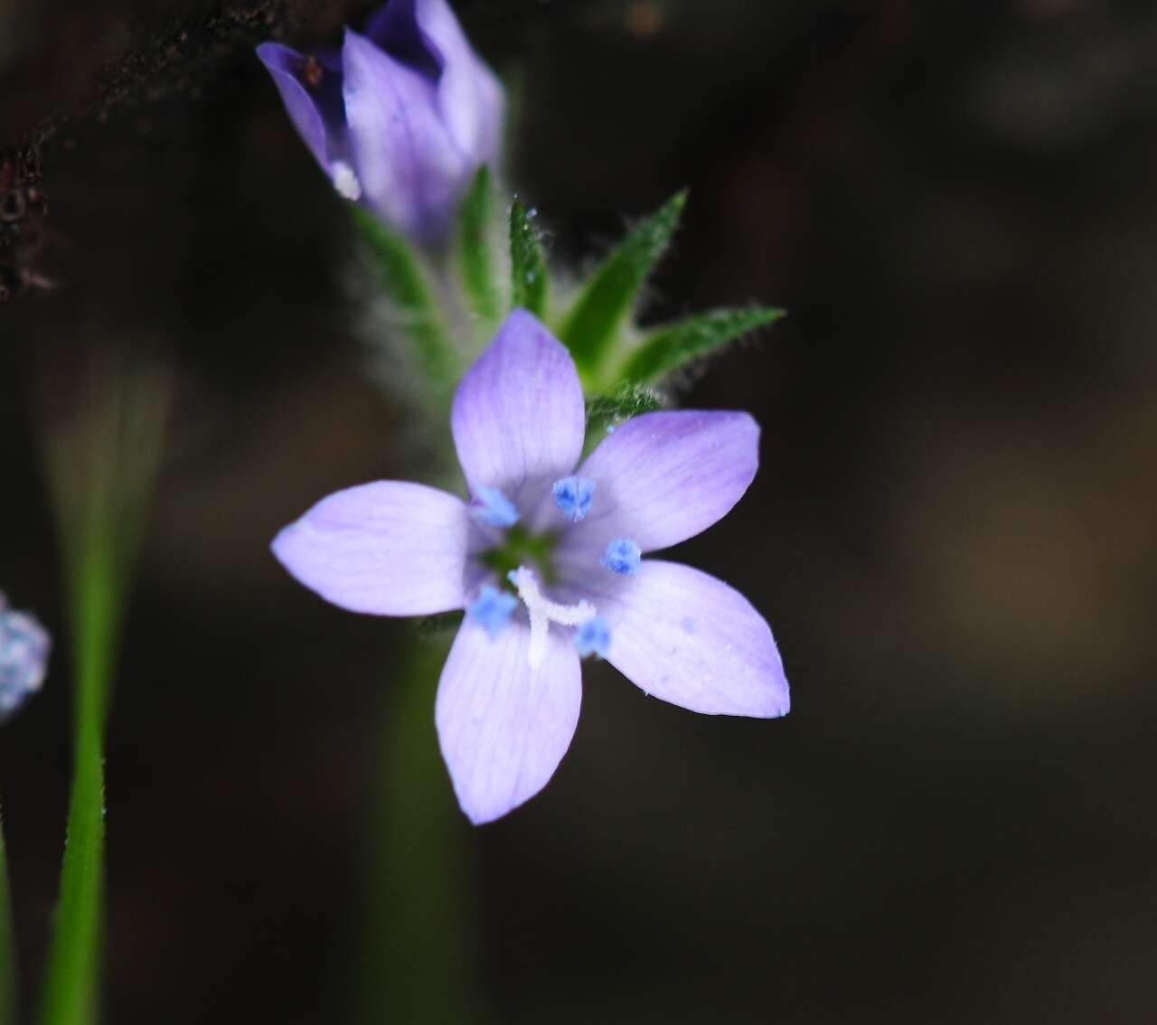 Image of California gilia