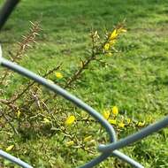 Image of Ulex australis subsp. welwitschianus