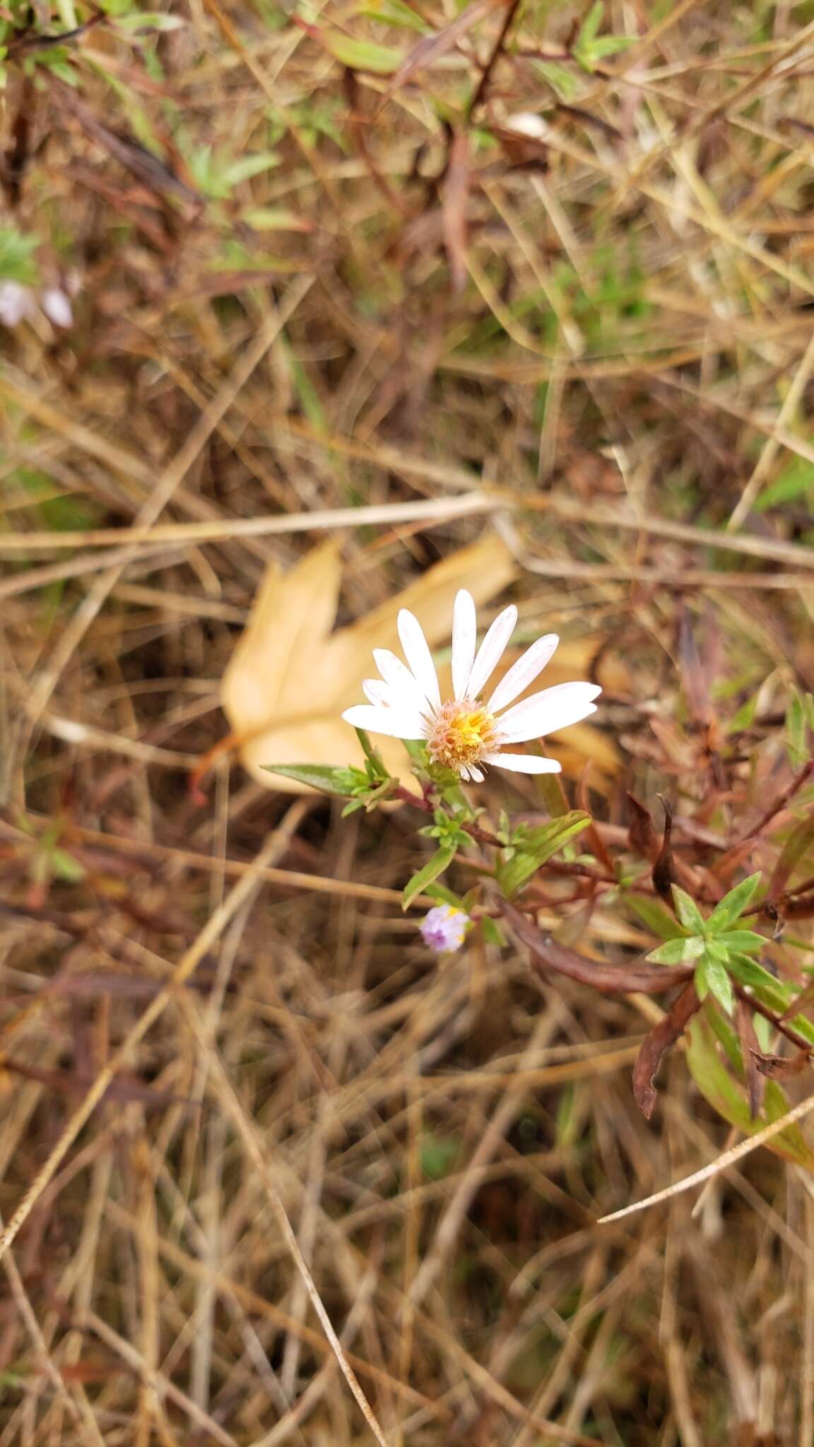 Image of Hall's aster