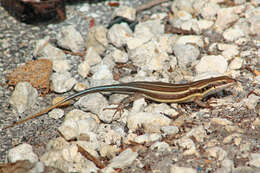 Image of African Five-lined Skink