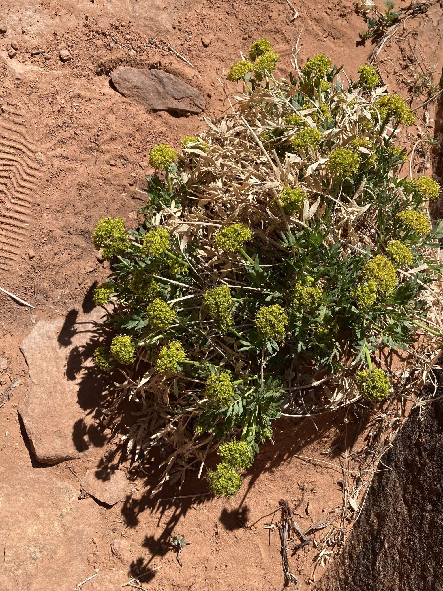 Image of Canyonlands biscuitroot