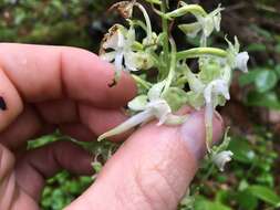 Слика од Platanthera orbiculata var. macrophylla (Goldie) Luer