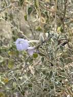 Image of Barleria heterotricha Lindau