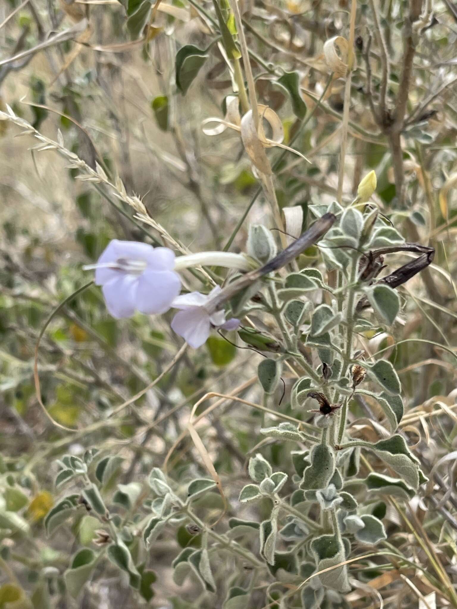 Image of Barleria heterotricha Lindau