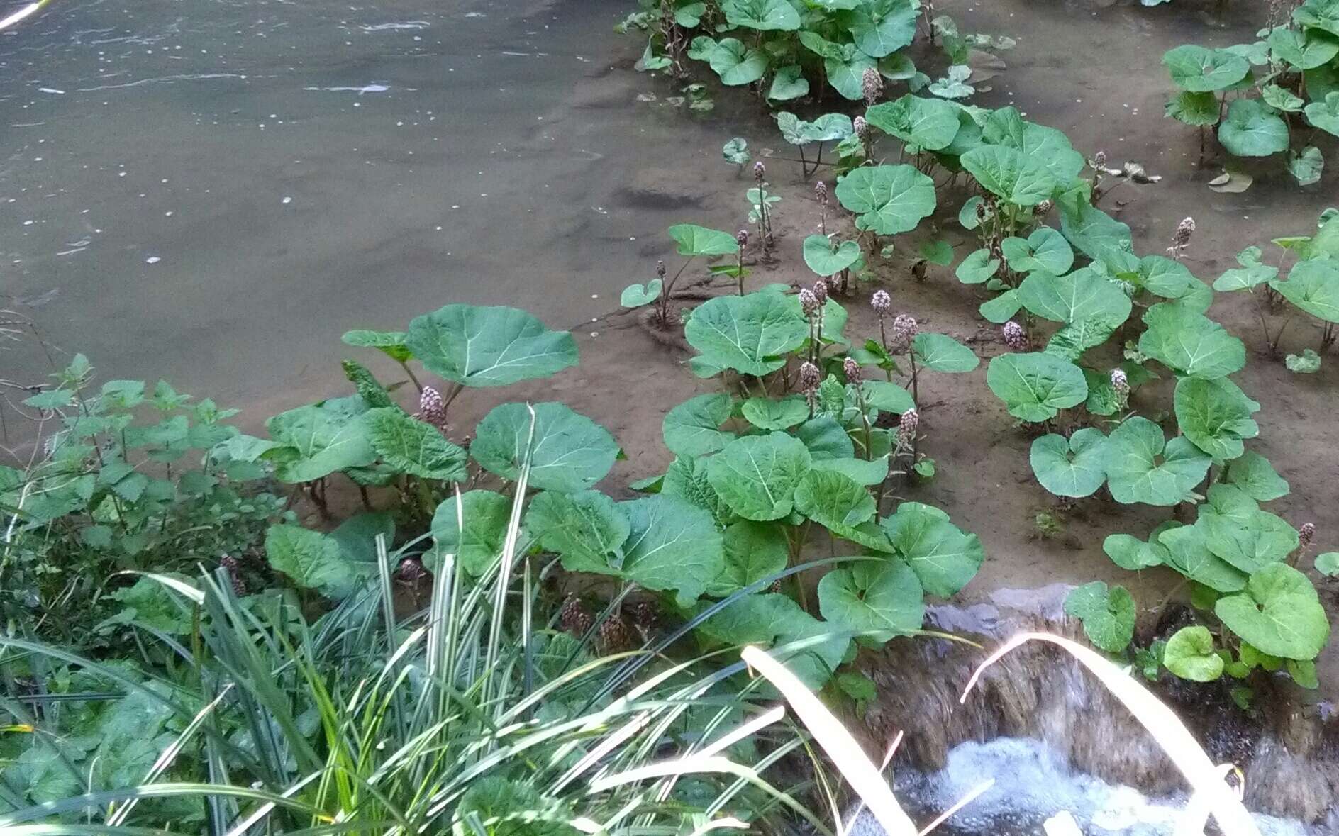 Image of pestilence wort