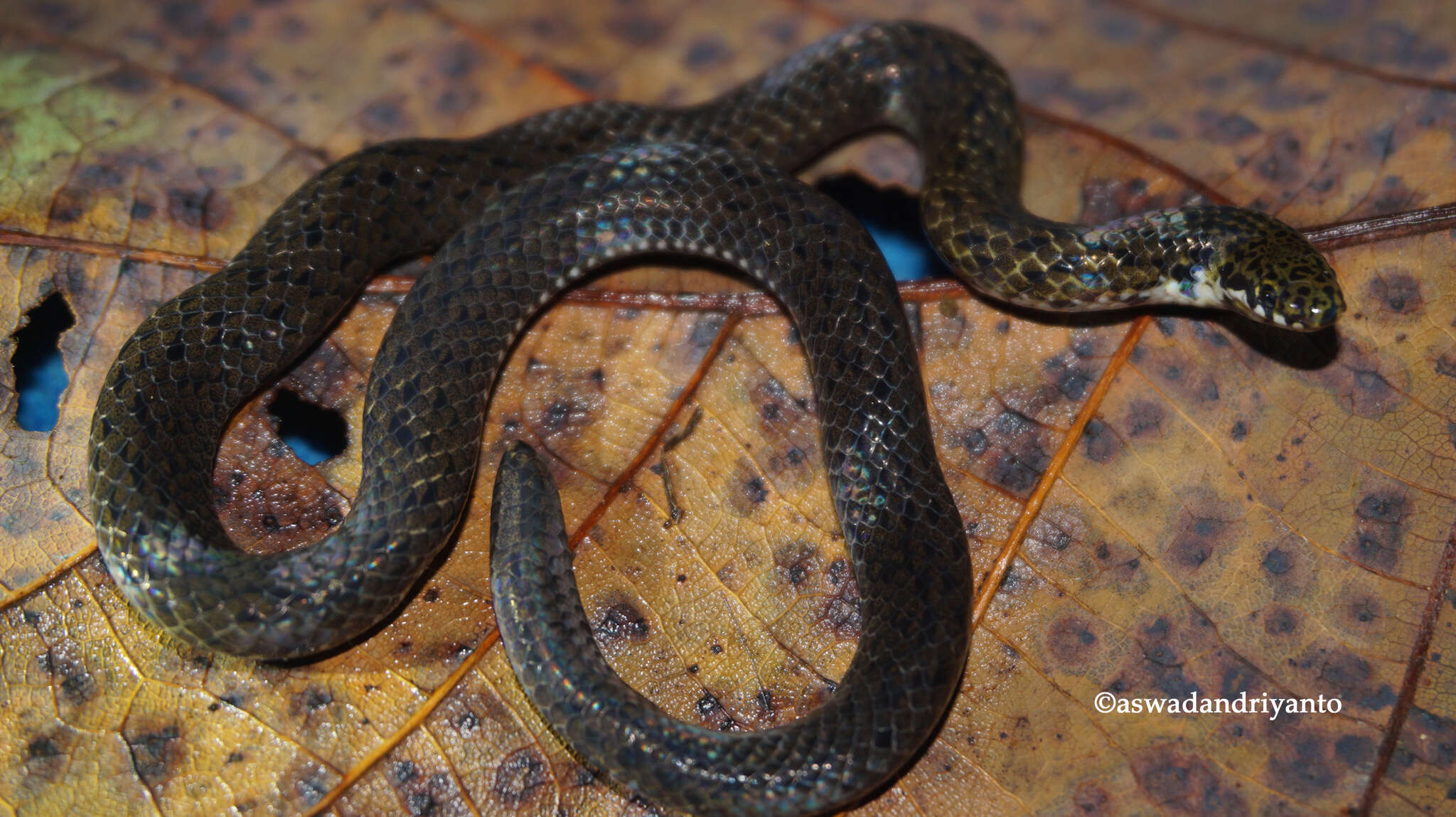 Image of Linne's Dwarf Snake