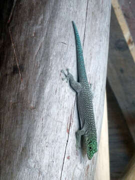 Image of Standing's Day Gecko