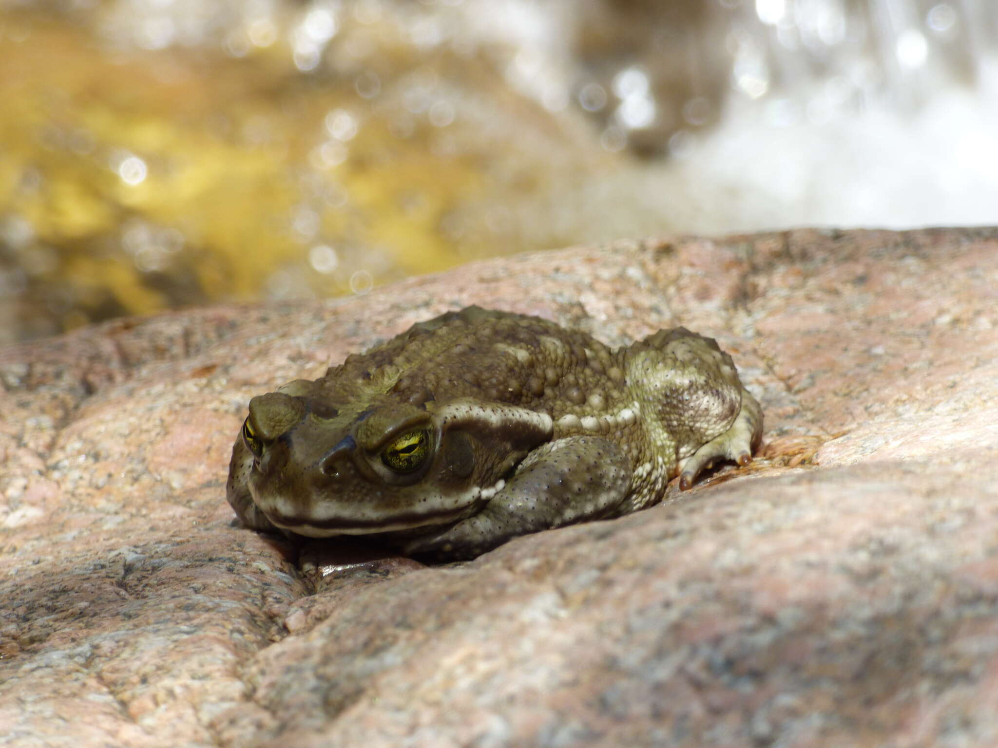 Image of Argentine toad