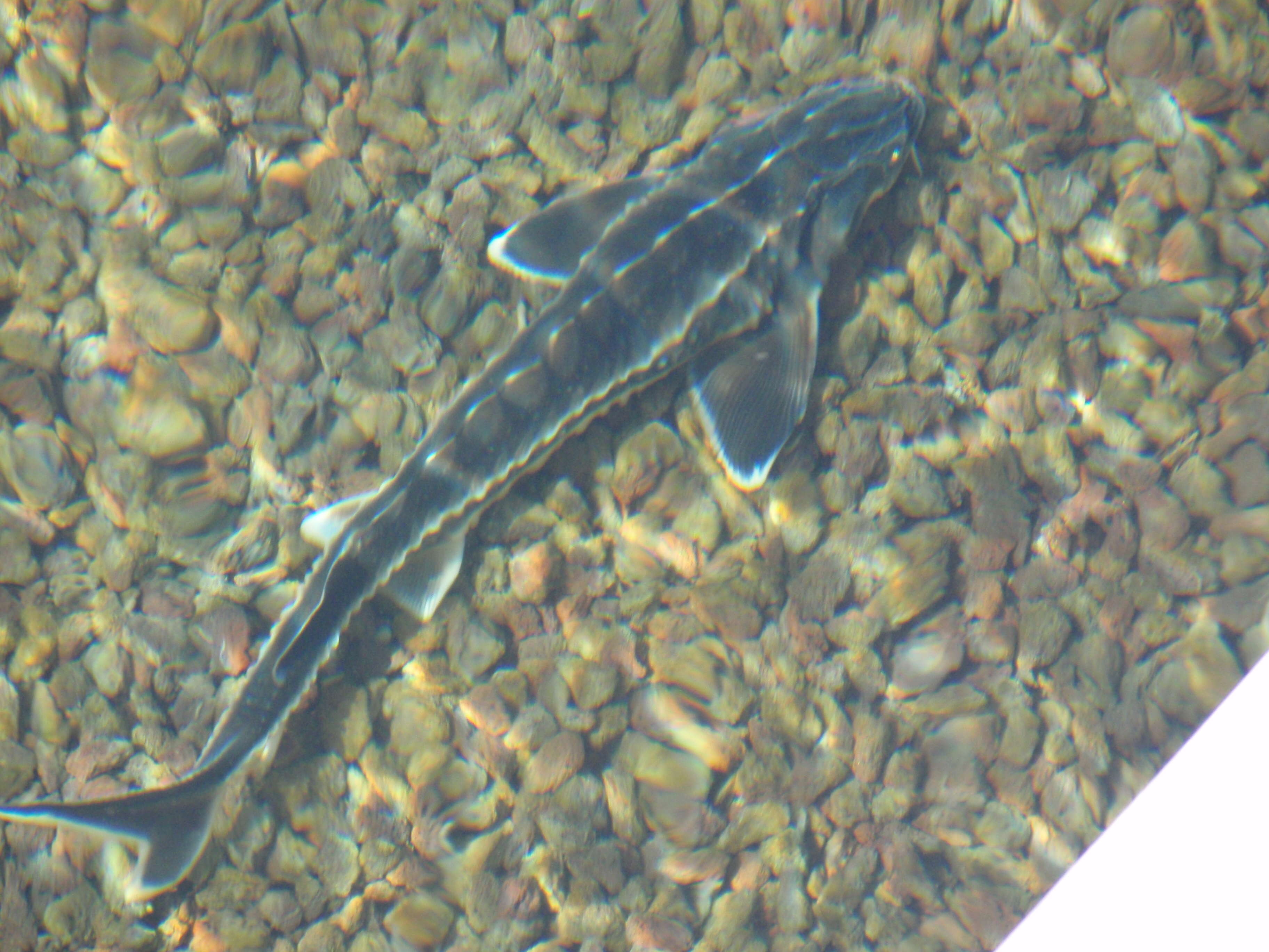 Image of Russian Sturgeon