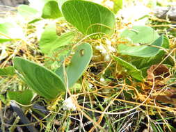 Image of Cuscuta campestris