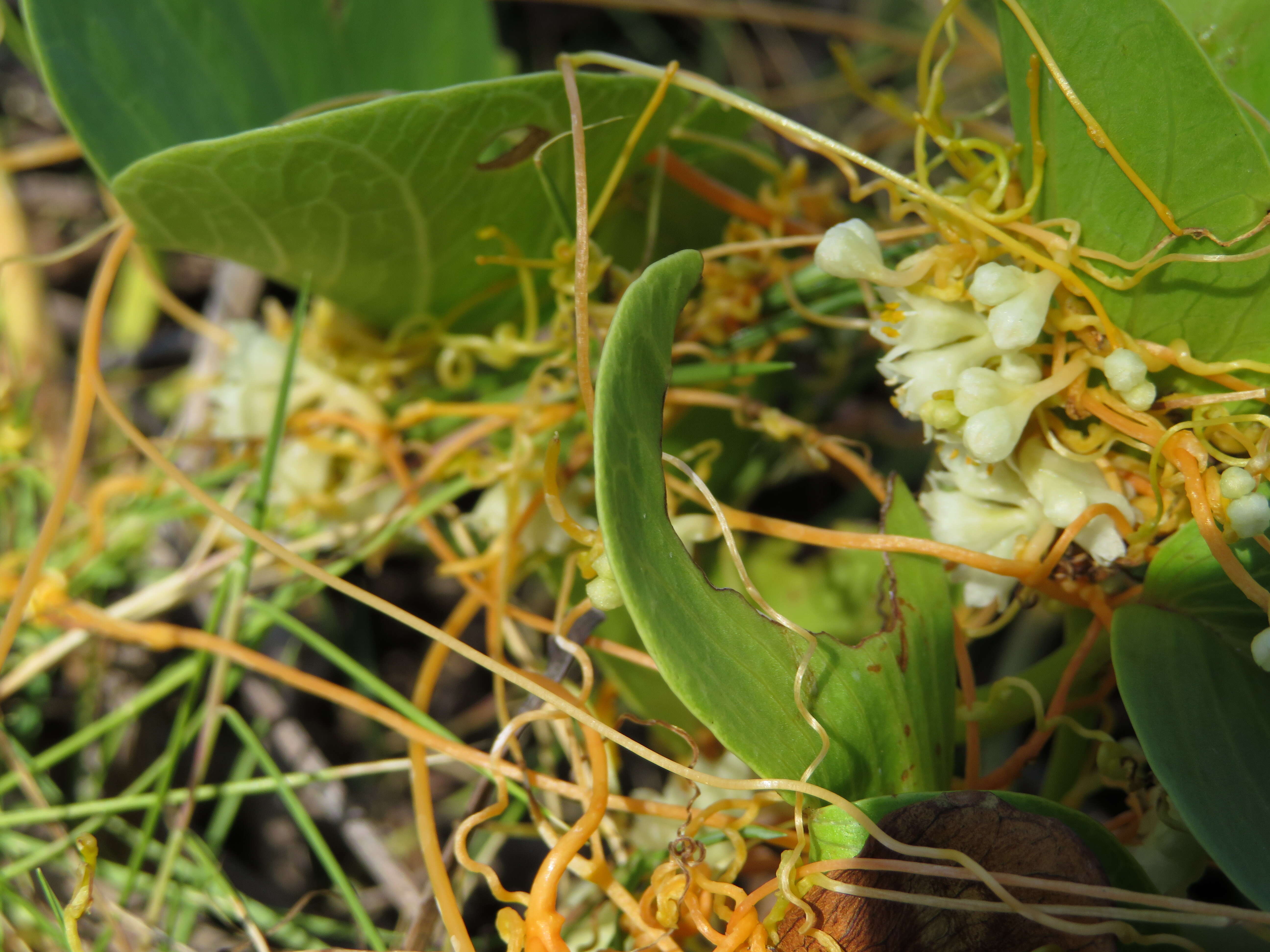 Image of Cuscuta campestris