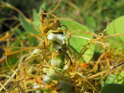 Image de Cuscuta campestris