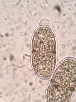 صورة Prosthecium appendiculatum (G. H. Otth) M. E. Barr 1978