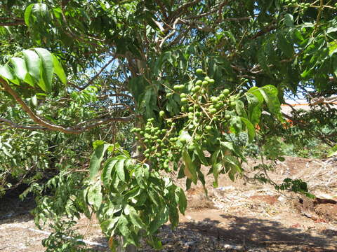 Image of wingleaf soapberry