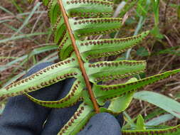 Image of Boston swordfern