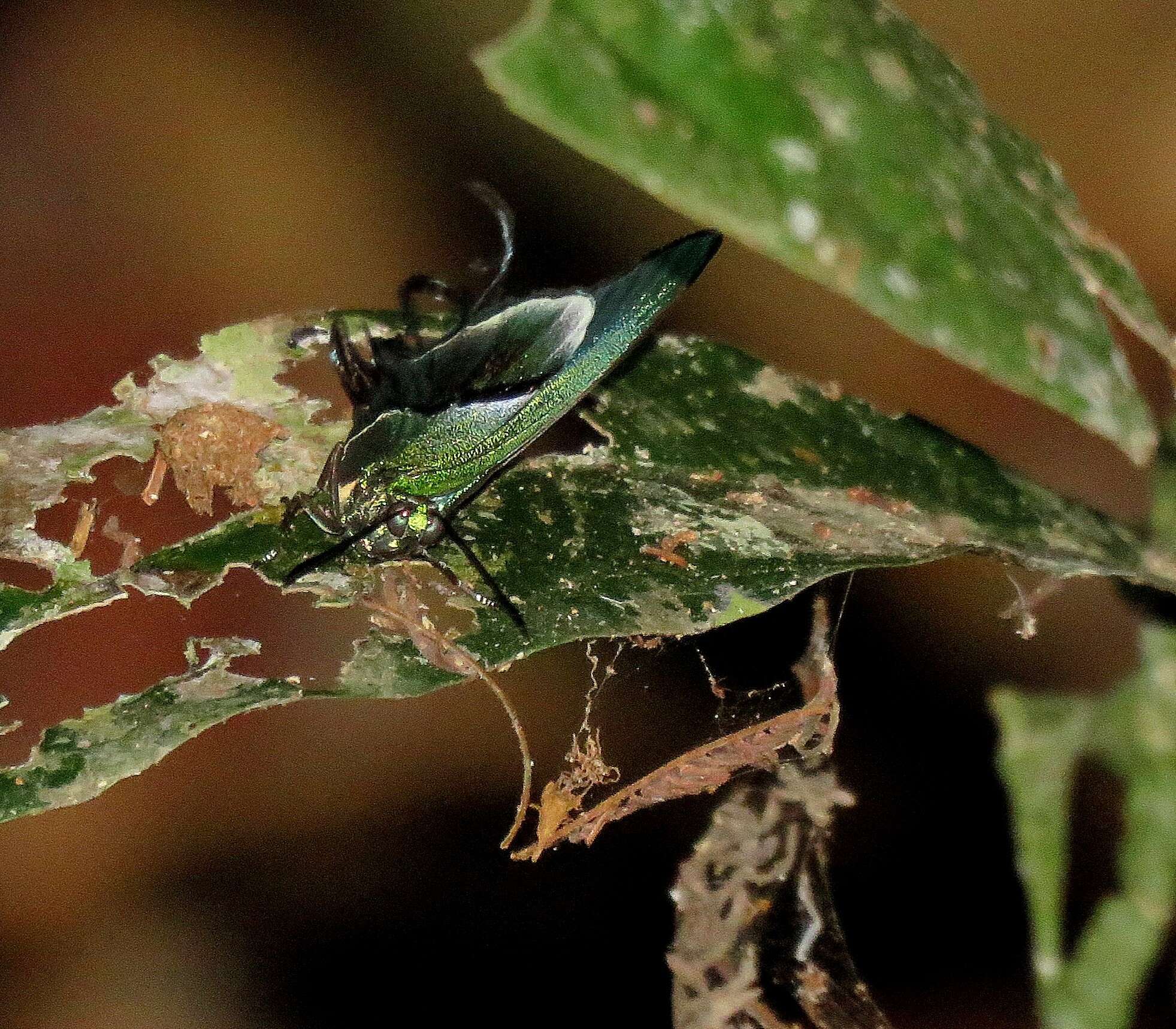 Image of <i>Arcas tuneta</i> (Hewitson 1865)