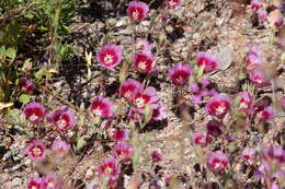 Image of redspot clarkia