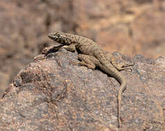 Image of Tarapaca Pacific Iguana