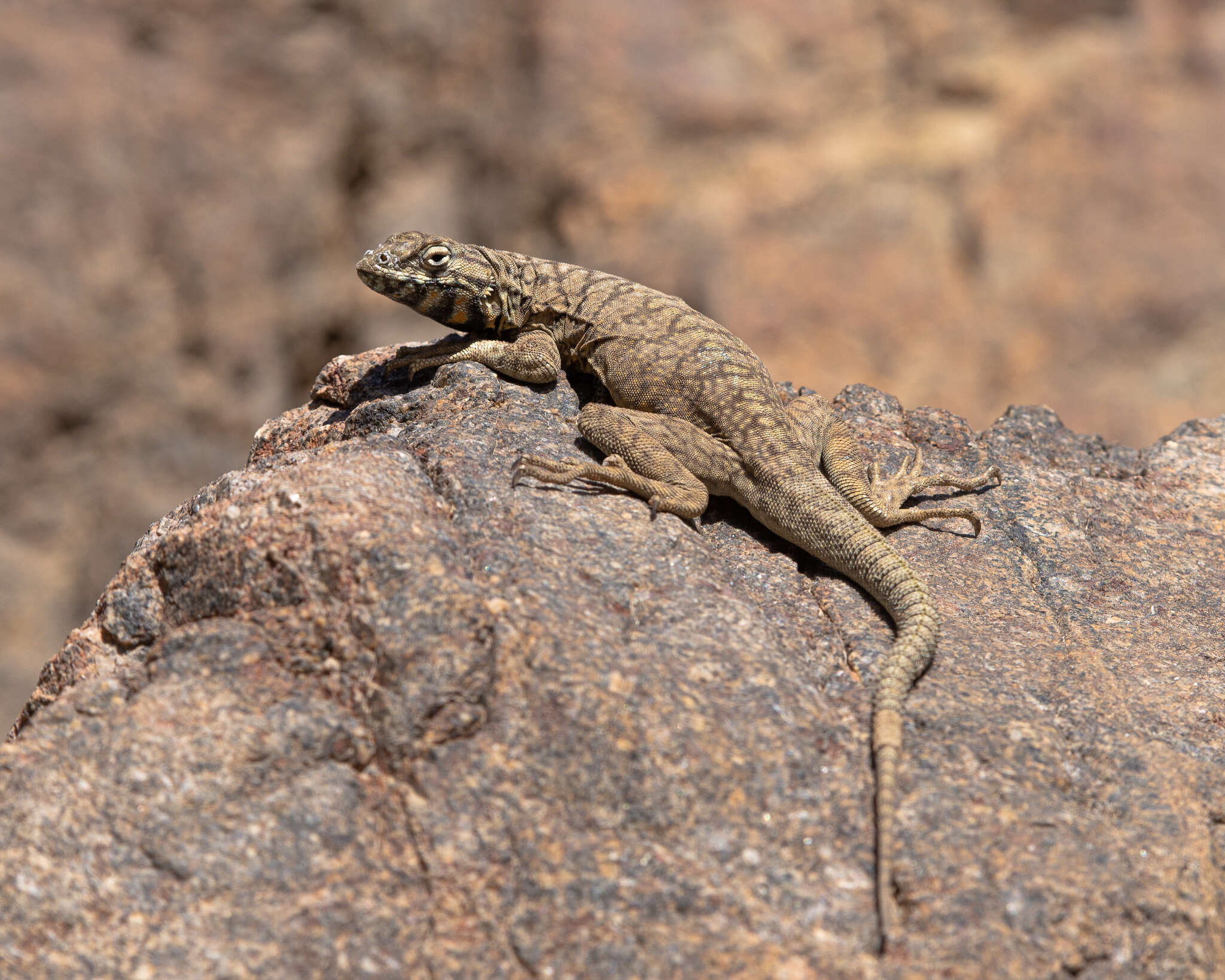 Image of Tarapaca Pacific Iguana