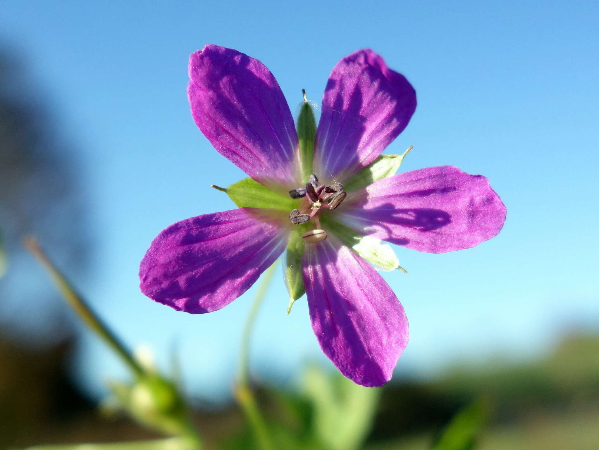 Image of marsh cranesbill