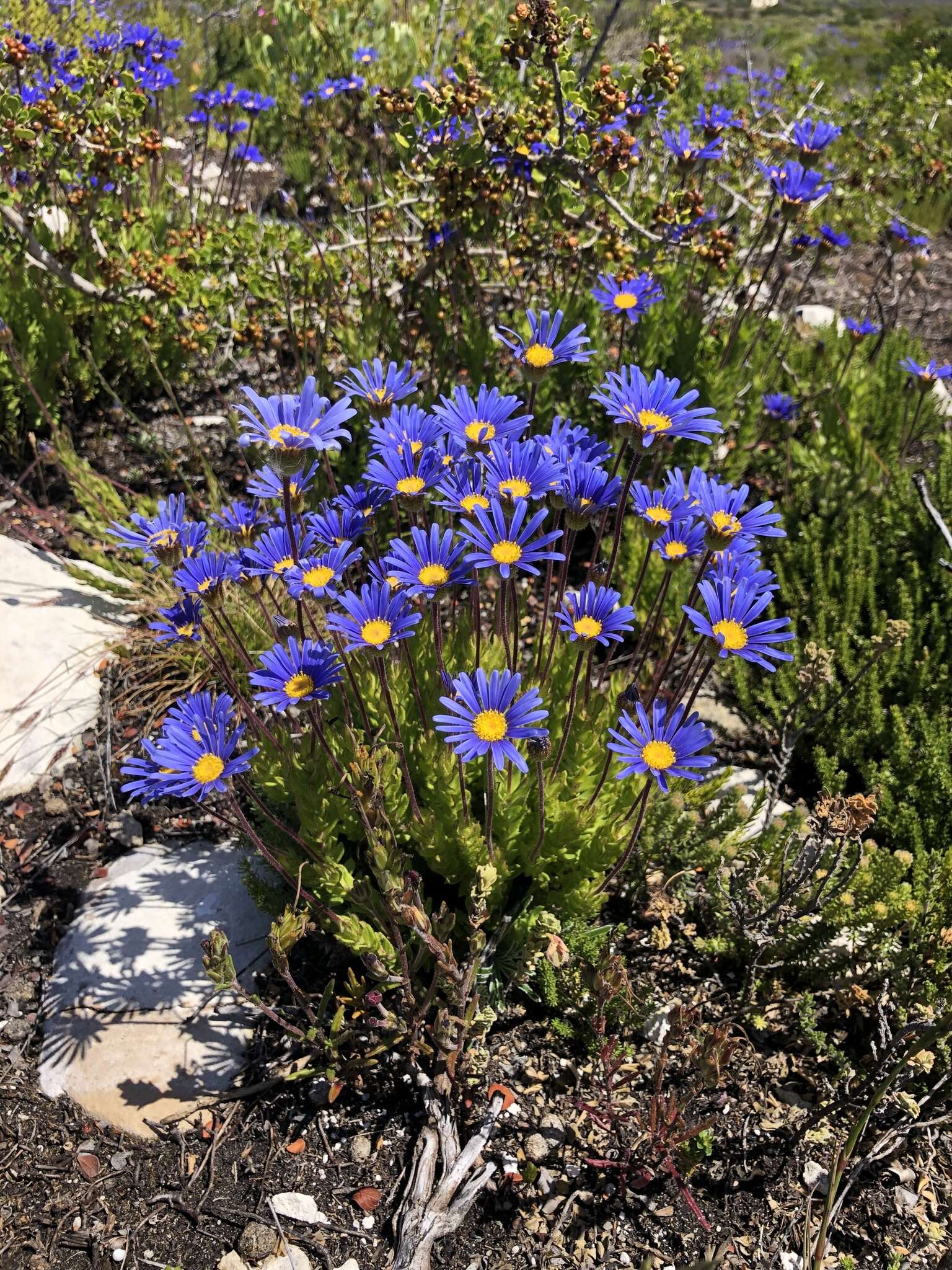 Image of Felicia ebracteata Grau