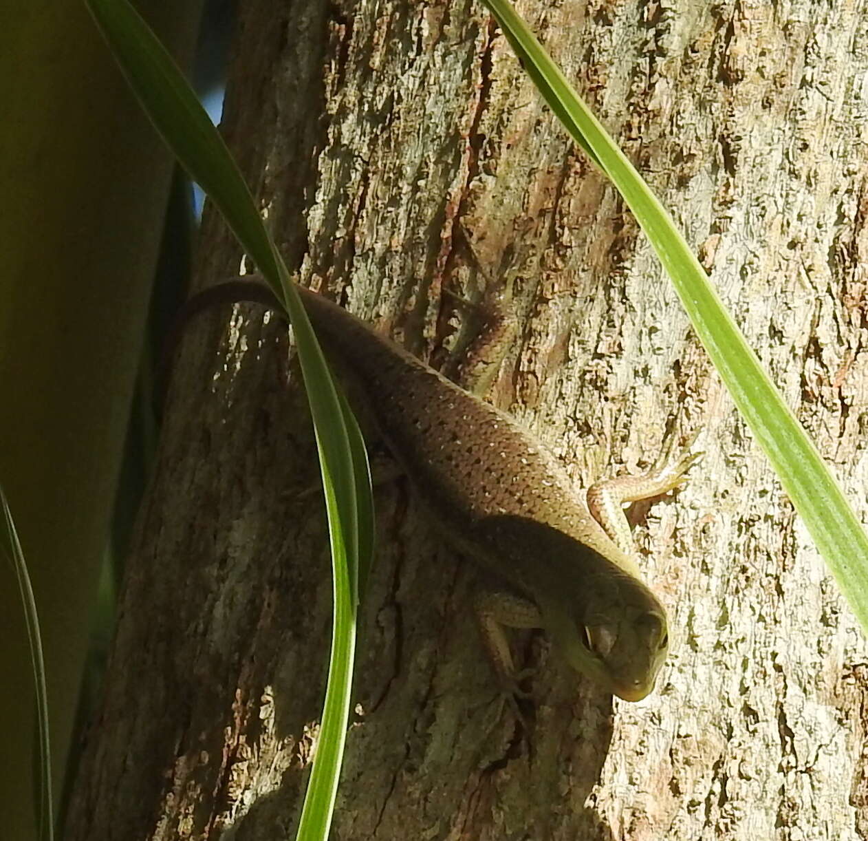 Image of Emerald Skink