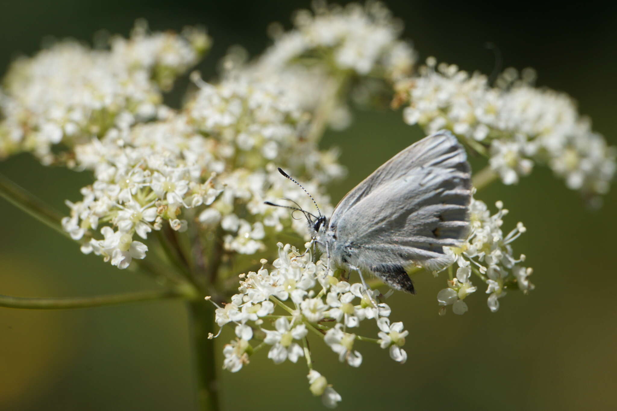 صورة <i>Plebejus anna ricei</i> Cross 1937