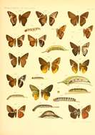 Image of Choaspes subcaudata Felder & Felder 1867