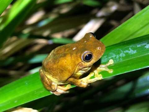 Image of Loquacious Treefrog